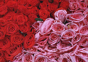 Red and Pink Roses, pink, flowers, roses, red HD wallpaper