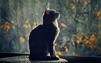 Cat, Animals, Silhouette, Blur, Smooth, Glass HD wallpaper