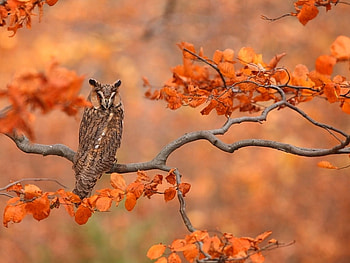Owl on Tree, , autumn, beautiful, owl, tree HD wallpaper