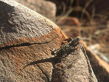 Lounging in the Sun, sun, lizard, rough, rock HD wallpaper