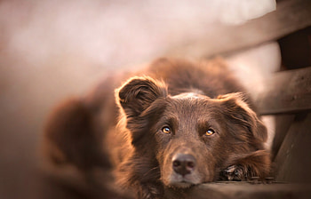 Waiting..., animal, dog, banch, brown, chocolate, waiting, cute HD wallpaper