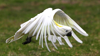 Yellow crested cockatoo, Best , Avian elegance, Beautiful plumage HD wallpaper