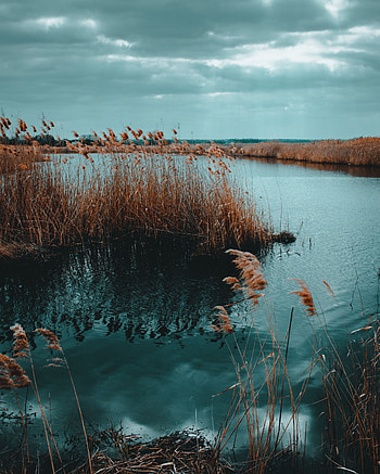 Nature, Water, Grass, Lake, Shore, Bank, Dry, Cane, Reed HD phone wallpaper