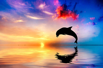 Dolphin Jumping Out Of Water Sunset View , dolphin, ocean, jump, fish, sunset HD wallpaper