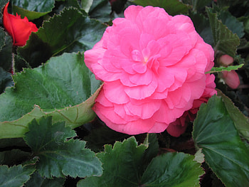 Flowers garden in greenhouse 04, Begonia, pink, graphy, green, Flowers, garden, leaf HD wallpaper