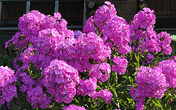 Phlox, pink, flowers, plants HD wallpaper