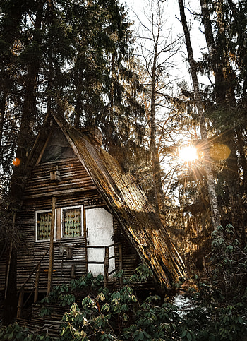 Nature, Trees, Glare, Forest, House, Sunlight HD phone wallpaper