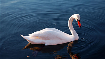 Animals, Water, Feather, Bird, To Swim, Swim, Swan HD wallpaper