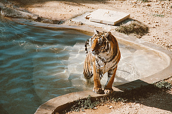 Animals, Predator, Big Cat, Tiger, Pool HD wallpaper