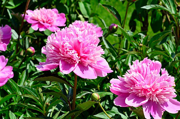 Pretty Pink Peonies, Pretty Pink Roses, roses, pink peonies, pink roses, beautiful roses HD wallpaper