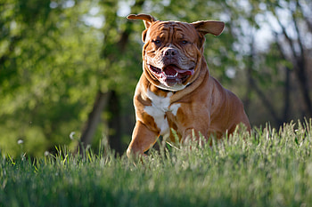 Animals, Dog, Protruding Tongue, Tongue Stuck Out, Bulldog HD wallpaper