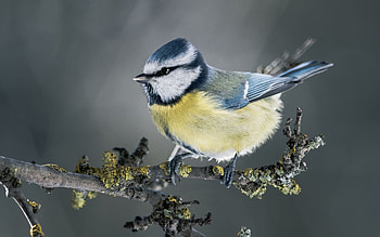 Tit bird , , Bird HD wallpaper