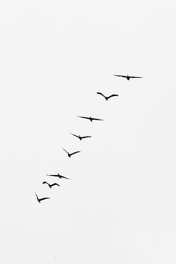 A serene of birds flying in a V-formation against a gray sky, symbolizing dom and unity. HD phone wallpaper