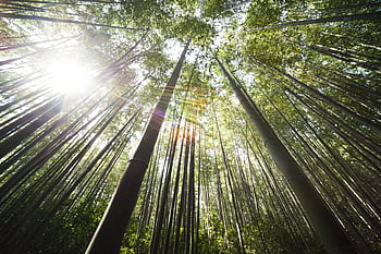 Low angle view of a vibrant bamboo forest with sun rays filtering through the canopy. HD wallpaper