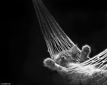 Kitten, cats, kitties HD wallpaper