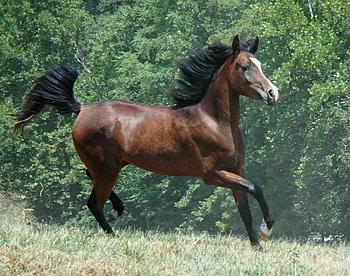 Proud Egyptian Mare, mare, horse, running, black tail, bushes, head, mane, brown, green, legs HD wallpaper