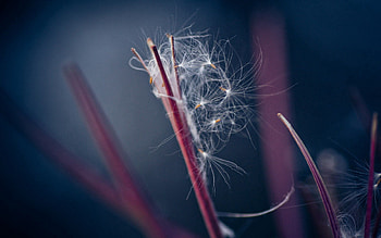 Plant, Macro, Dandelion, Fluff, Fuzz HD wallpaper