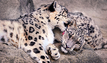 Animals, Predators, Couple, Pair, Care, Snow Leopards HD wallpaper