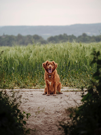 Animals, Grass, Dog, Protruding Tongue, Tongue Stuck Out, Retriever HD phone wallpaper
