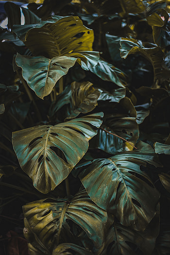 Nature, Leaves, Plant, Forest, Vegetation HD phone wallpaper