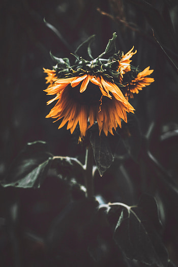 Flowers, Flower, Petals, Sunflower HD phone wallpaper
