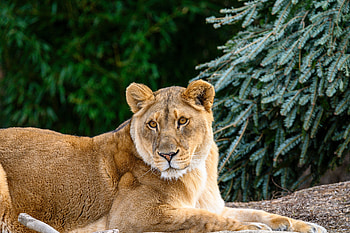 Animals, Big Cat, Sight, Opinion, Lioness, Wildlife, Beast HD wallpaper