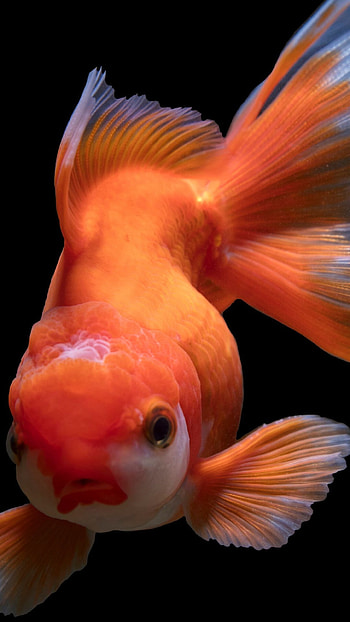 Gold Fish, Beautiful aquatic creatures, Nature's wonders, Tranquil ambiance HD phone wallpaper