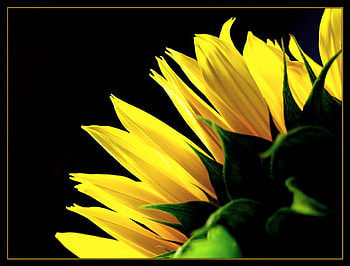 The fringe, sunshine, petals, yellow, flower, green HD wallpaper