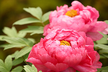 Bright-pink-peonies, Bright, pink, Flower, peonies HD wallpaper