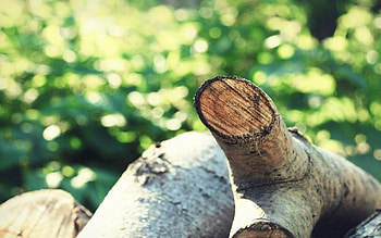 Nature, Summer, Blur, Smooth, Logs, Stick, Sticks HD wallpaper