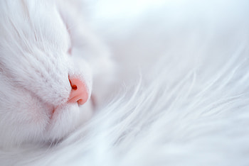 Animals, Cat, Muzzle, Nose, Sleeps, Asleep HD wallpaper