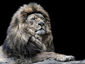Old Lion, animal, leo, old, lion HD wallpaper
