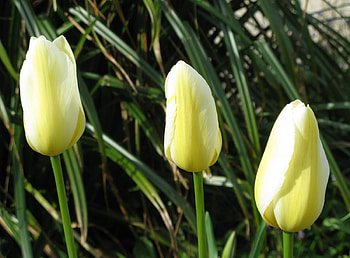 Flowers, Tulips, Close-Up, Buds, Three HD wallpaper