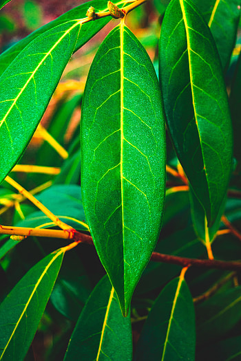 Leaves, Macro, Surface, Veins HD phone wallpaper