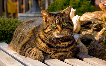 Animals, Shine, Light, Cat, To Lie Down, Lie, Fat Cat HD wallpaper