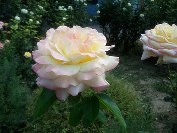 beautyful rose, wight, rose, pink, flowers HD wallpaper