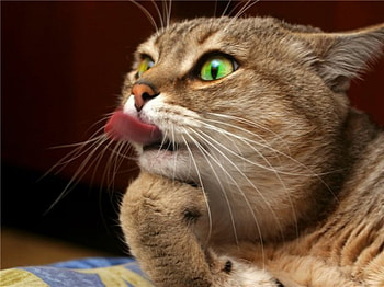 Be Cool, eyes, cat, tongue, green HD wallpaper