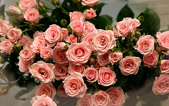 Plants, Flowers, Roses HD wallpaper