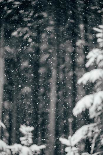 Winter, Nature, Snow, Snowfall HD phone wallpaper