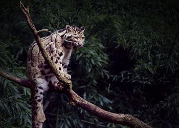 Clouded Leopard Yawning , leopard, animals HD wallpaper