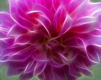 Goregous Dahlia, pink, layers, petals, flower HD wallpaper
