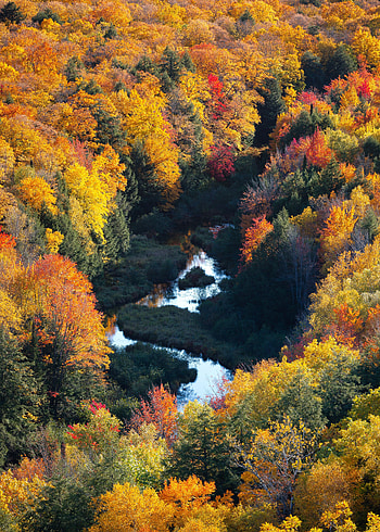 Nature, Rivers, Trees, Autumn, View From Above, Forest, Multicolored, Motley HD phone wallpaper