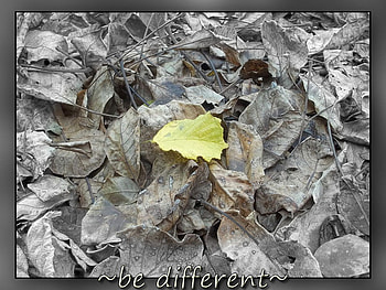 be different, autumn, leaf, brown, yellow HD wallpaper