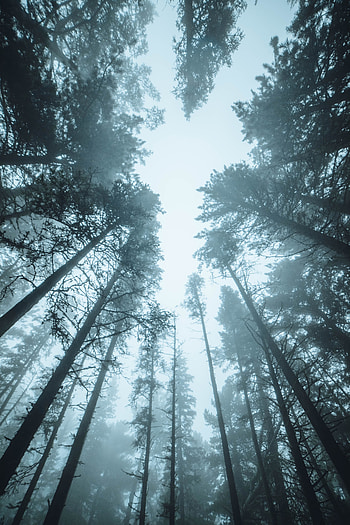 Nature, Trees, Pine, Top, Forest, Fog, Tops HD phone wallpaper