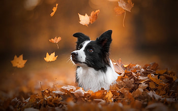Border Collie, animal, dog, collie HD wallpaper