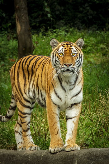 Close-up of a tiger standing gracefully in a lush jungle setting, showcasing its striking stripes. HD phone wallpaper