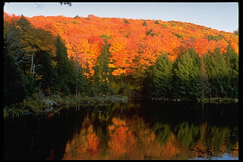 Landscape, Trees, Autumn, Lakes HD wallpaper