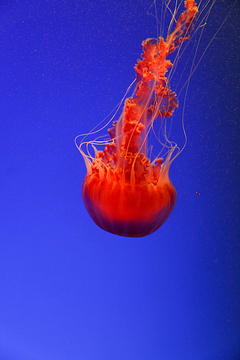 Animals, Jellyfish, Underwater World HD phone wallpaper