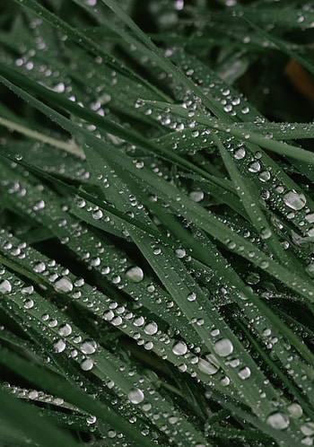 Grass, Leaves, Drops, Macro, Dew HD phone wallpaper