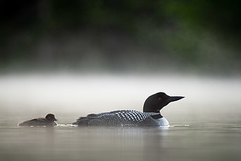 Common loons, New Hampshire trip, Ray Hennessy, Wildlife HD wallpaper